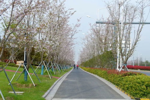 2019年蘇州市園林綠化示范工程 有軌電車1號線延伸線景觀綠化工程七標段建設紀實