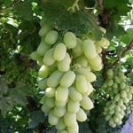 沭陽縣久久干花工藝品廠 園林綠化工程的藝術(shù)之選